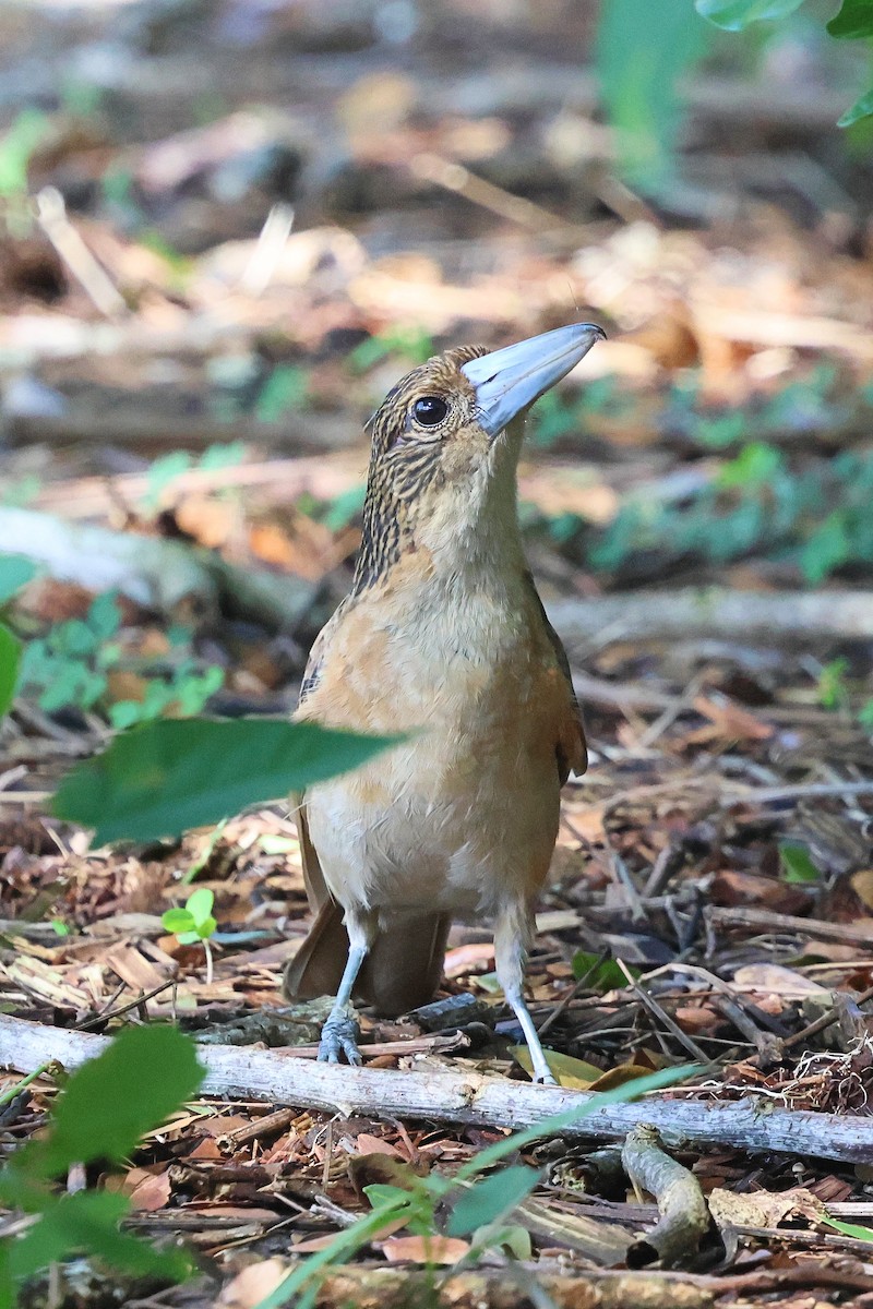 Black Butcherbird - Stan Skeates