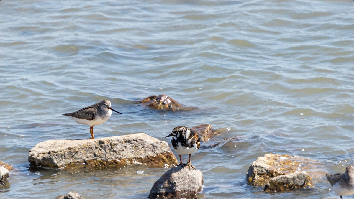 Ruddy Turnstone - 대준 유