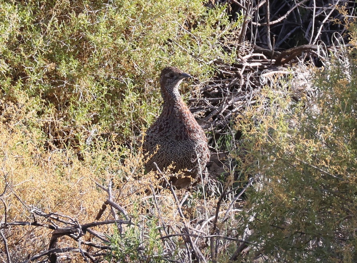 Gray-winged Francolin - ML618804638