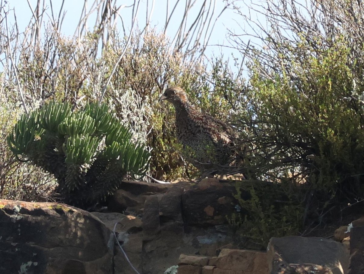 Gray-winged Francolin - ML618804639