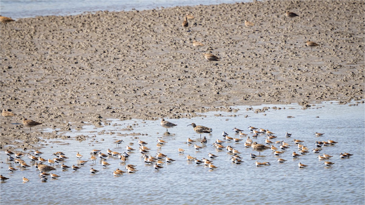 Dunlin - 대준 유