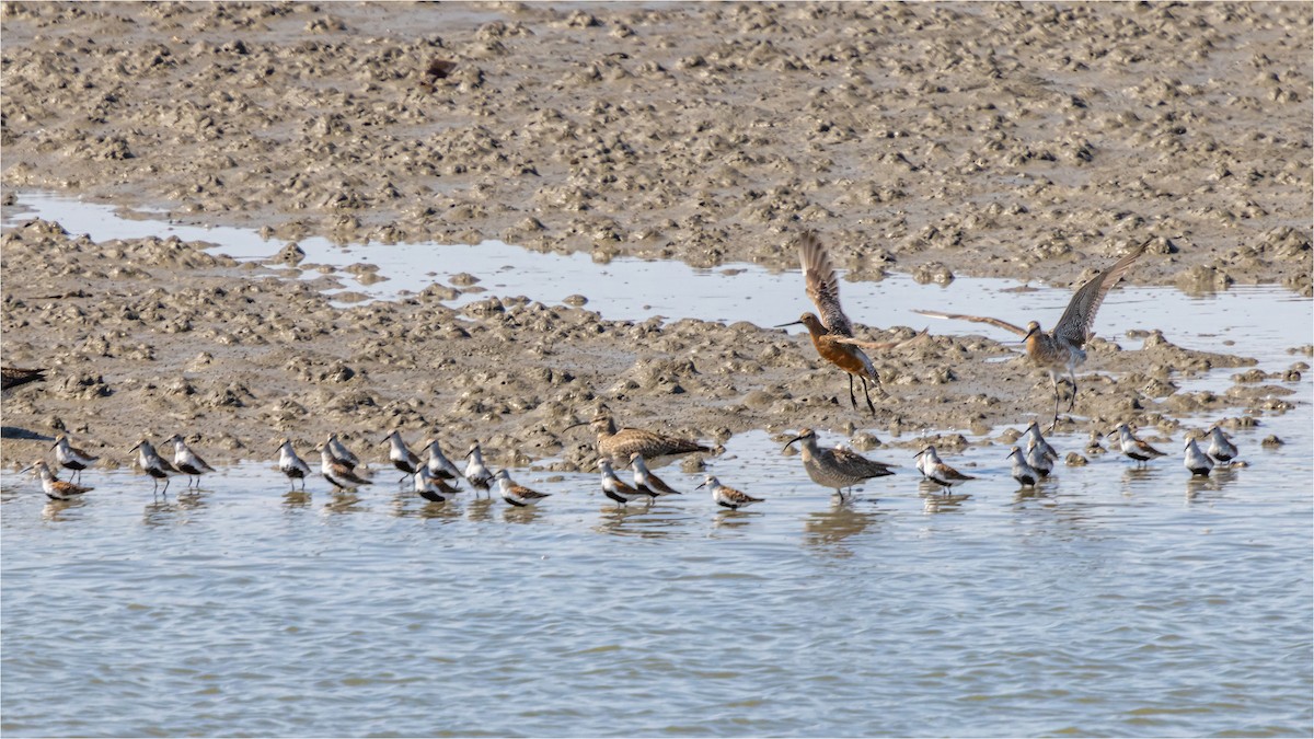 Dunlin - 대준 유