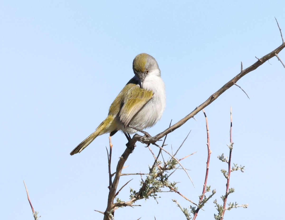 Yellow-rumped Eremomela - ML618804659