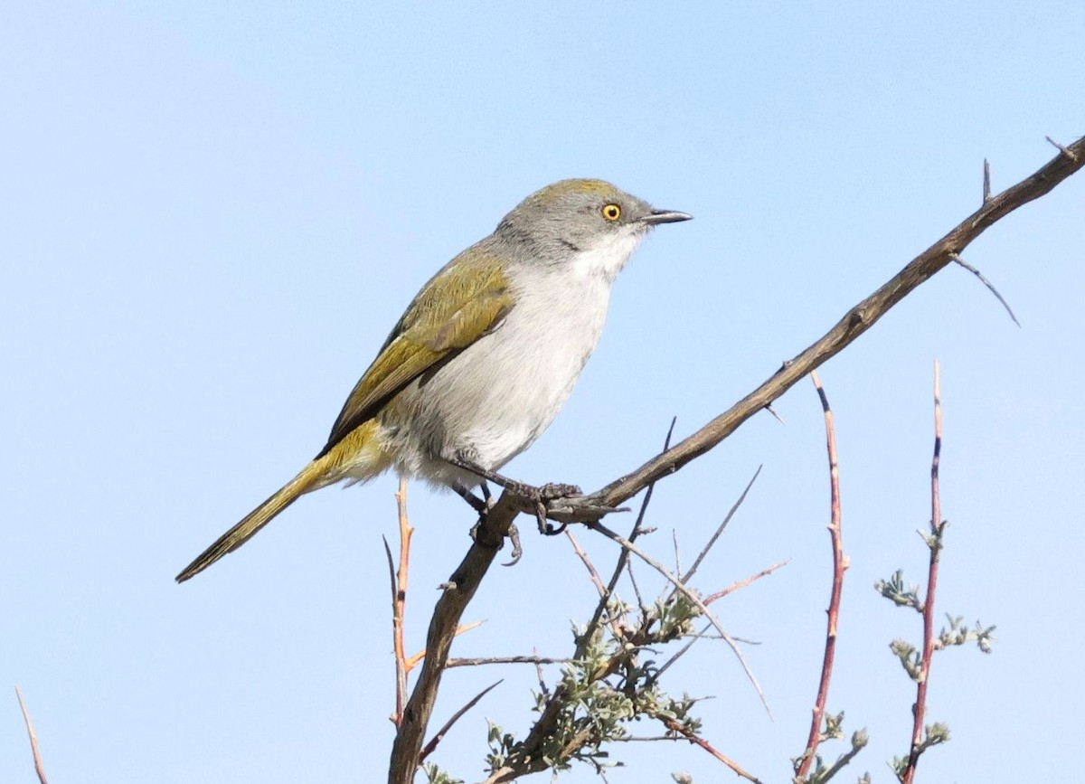 Yellow-rumped Eremomela - ML618804660