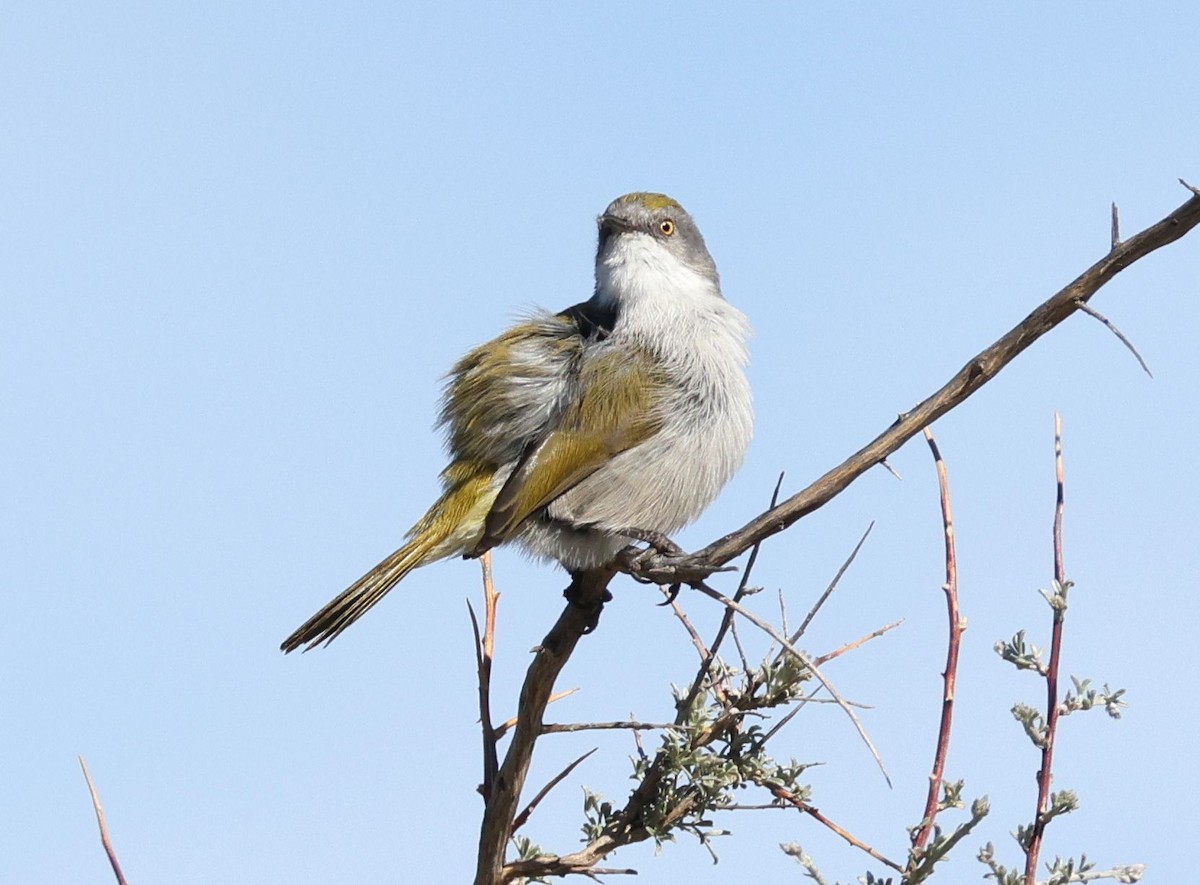 Yellow-rumped Eremomela - ML618804665