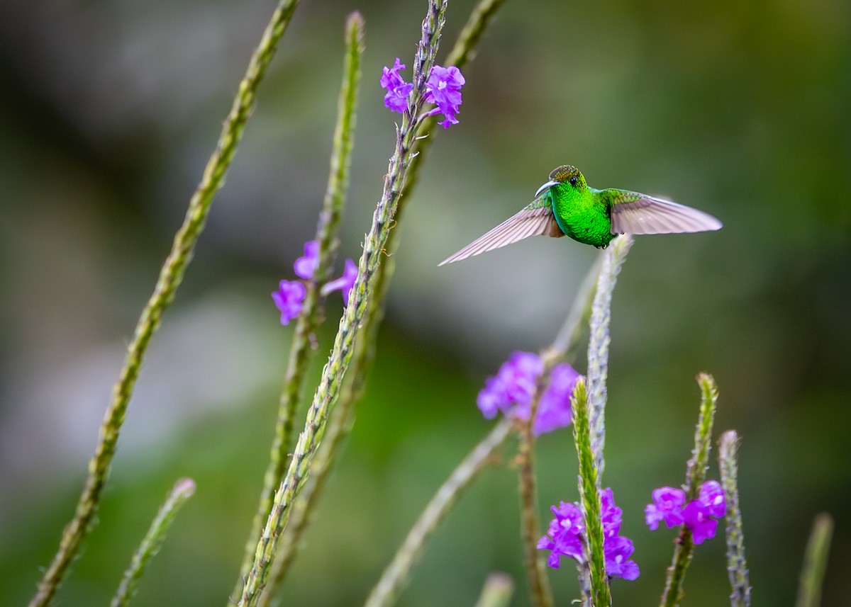 Coppery-headed Emerald - Peek Ehlinger