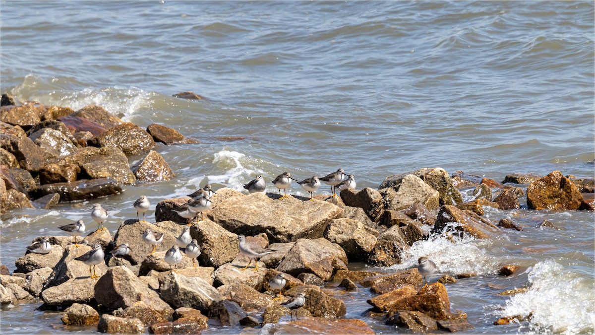 Terek Sandpiper - 대준 유