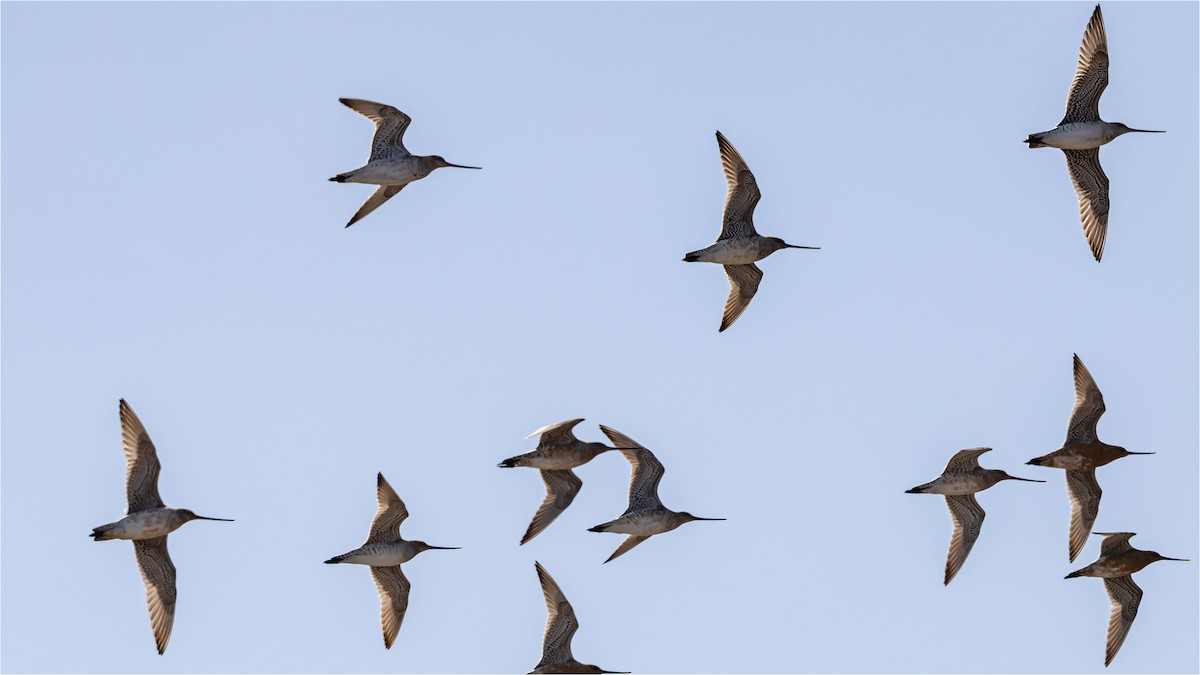 Bar-tailed Godwit - 대준 유