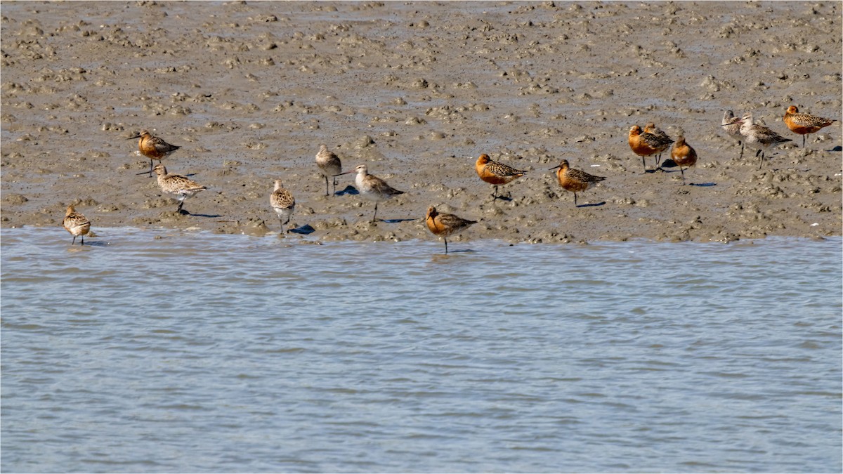 Bar-tailed Godwit - 대준 유