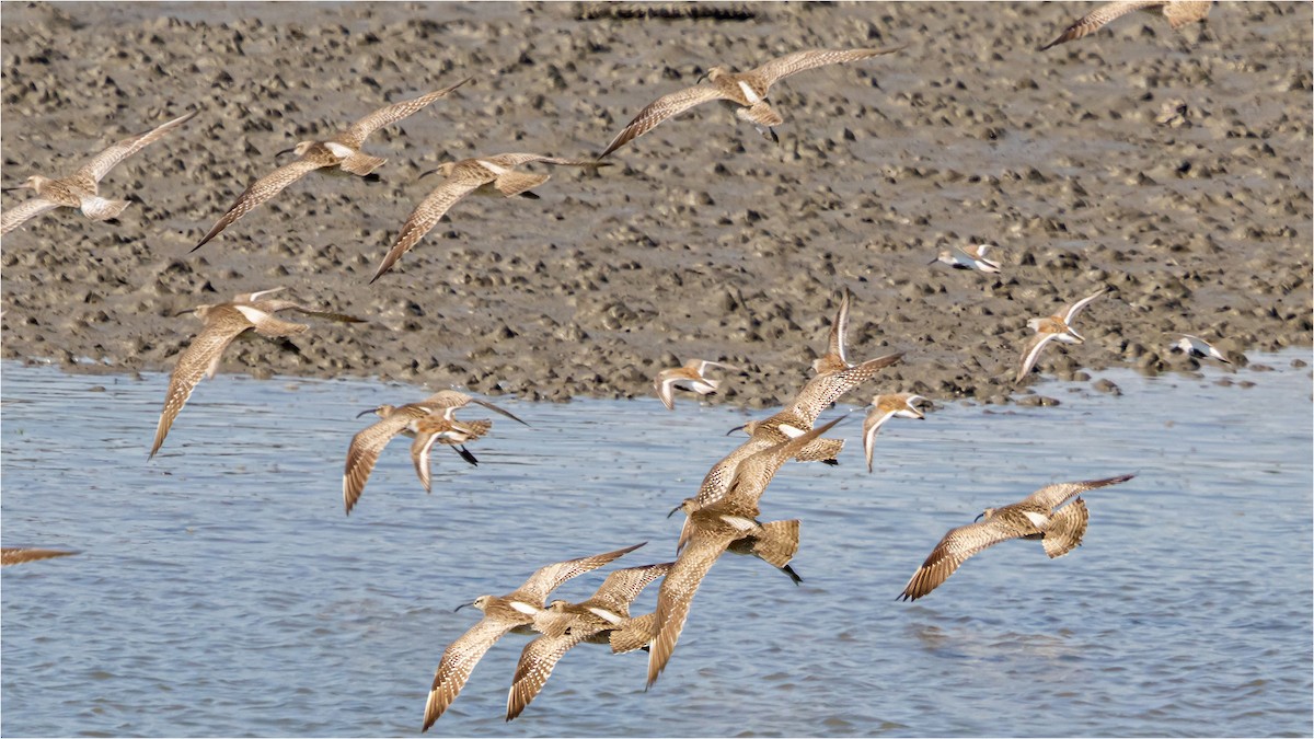 Whimbrel - 대준 유