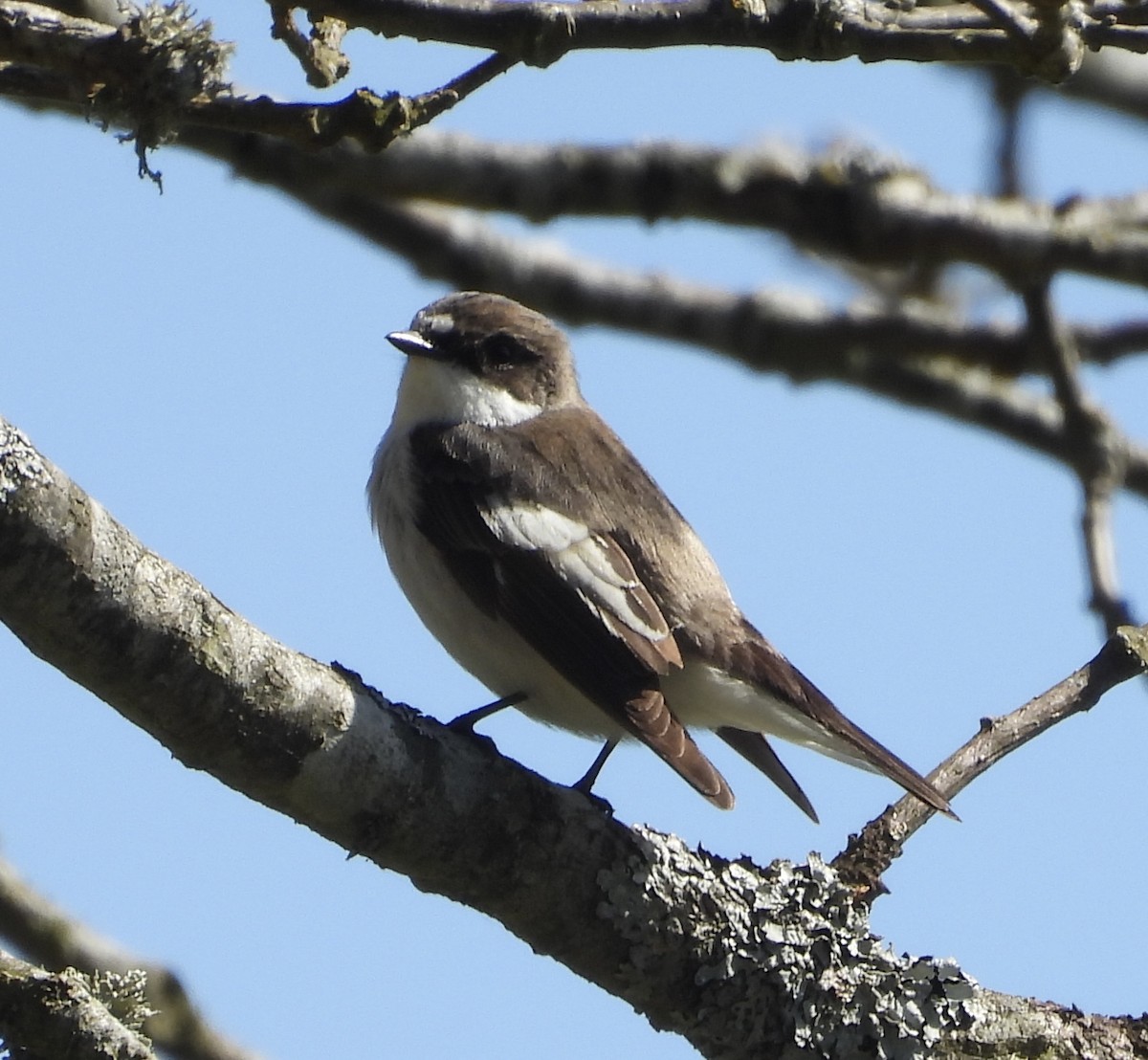 European Pied Flycatcher - Erica Kawata