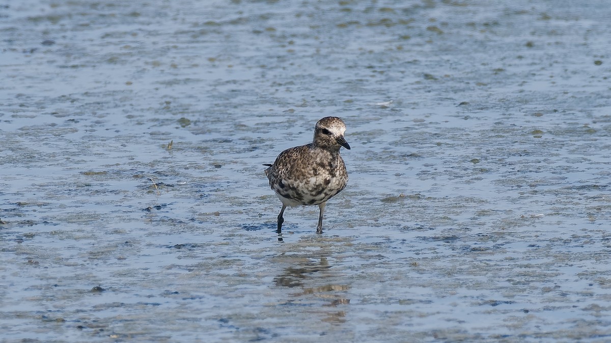 Black-bellied Plover - Peter Kennerley