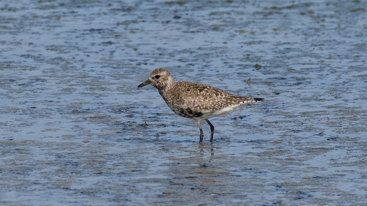 Black-bellied Plover - Peter Kennerley