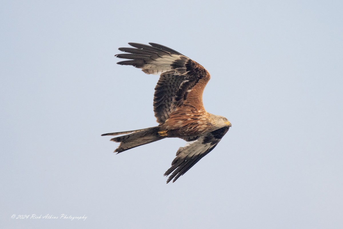 Red Kite - Richard Atkins