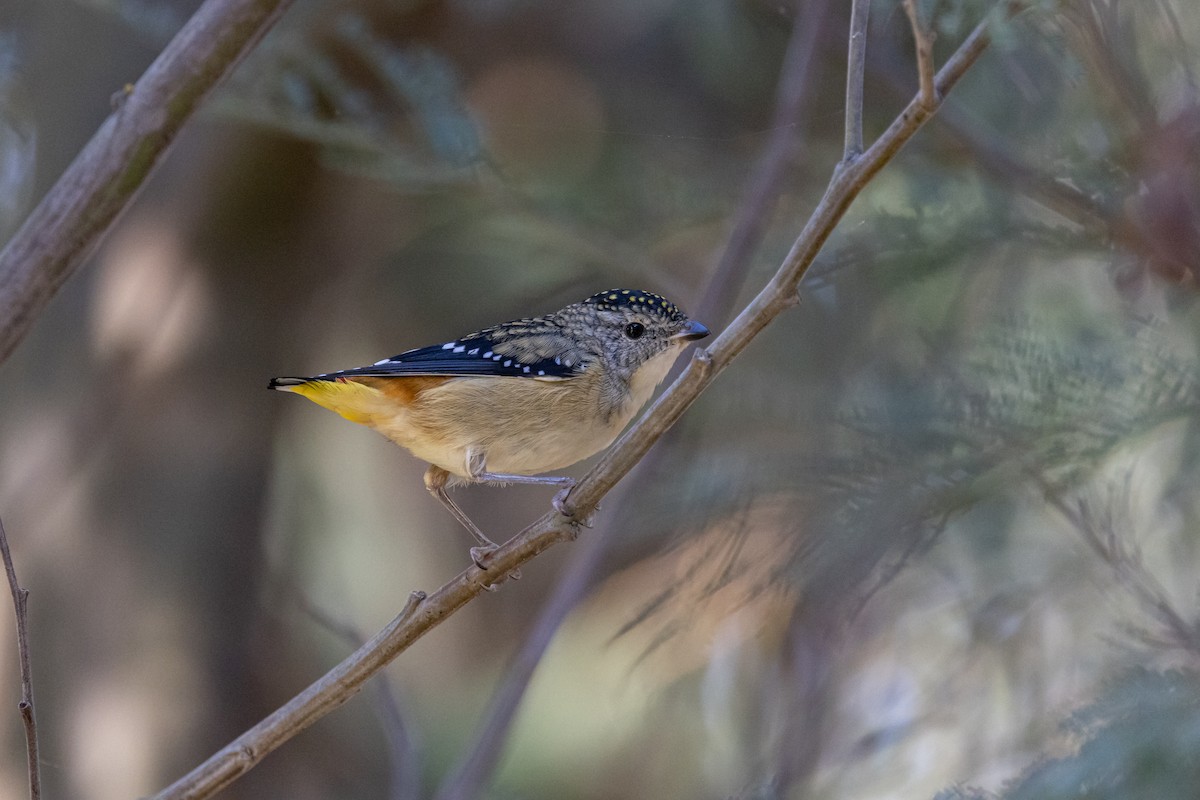 Spotted Pardalote - Dave Kitt