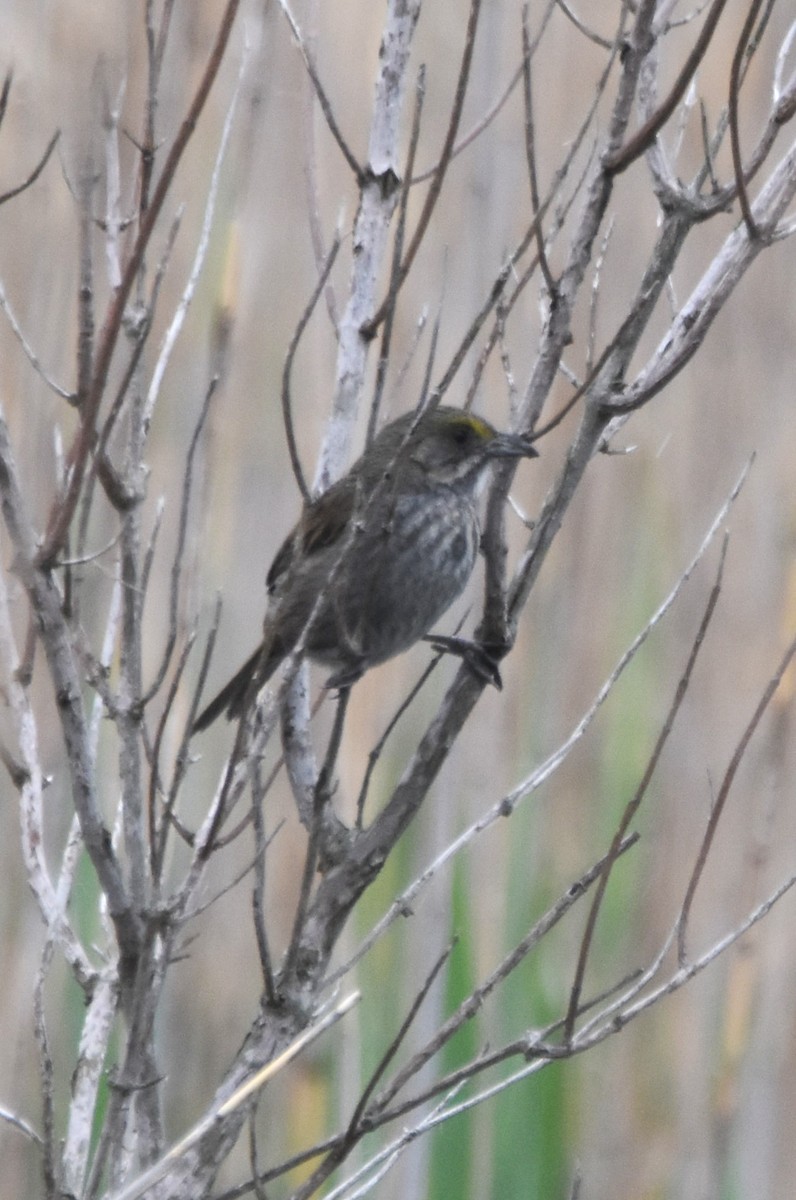 Seaside Sparrow - ML618804748