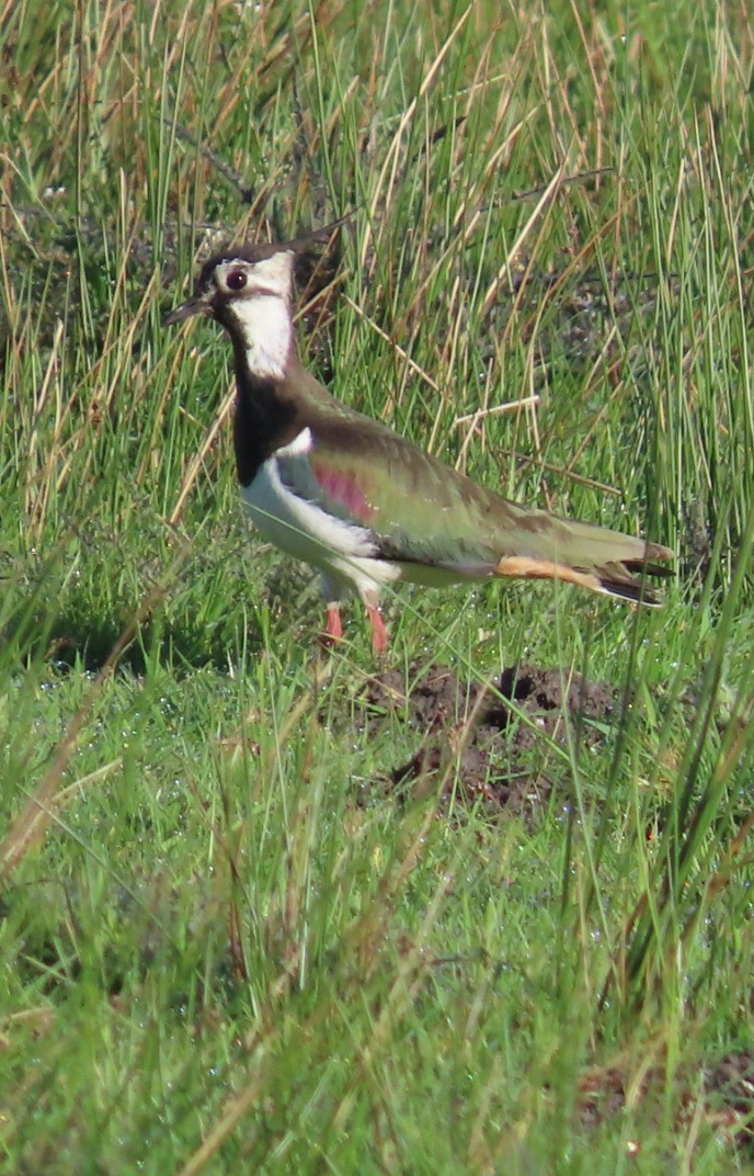 Northern Lapwing - Paul Cole
