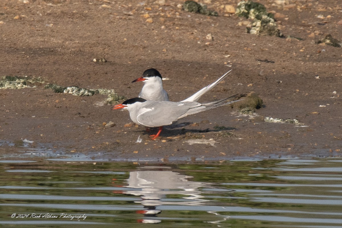 Common Tern - Richard Atkins