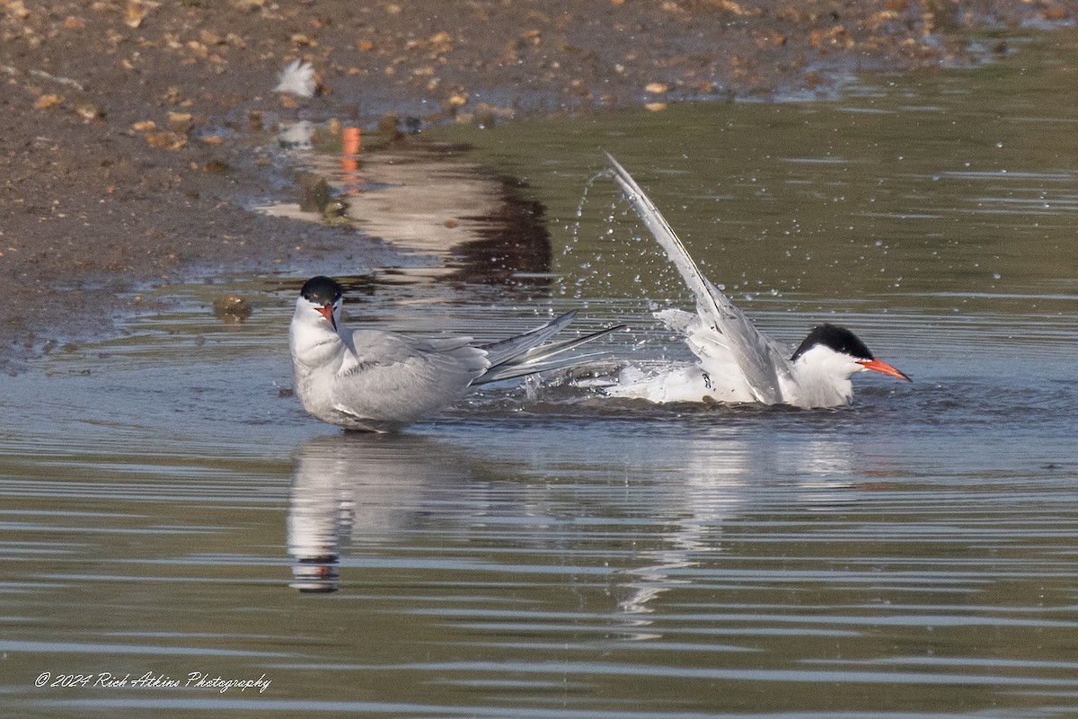 Common Tern - Richard Atkins