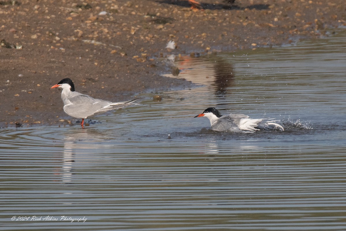 Common Tern - Richard Atkins