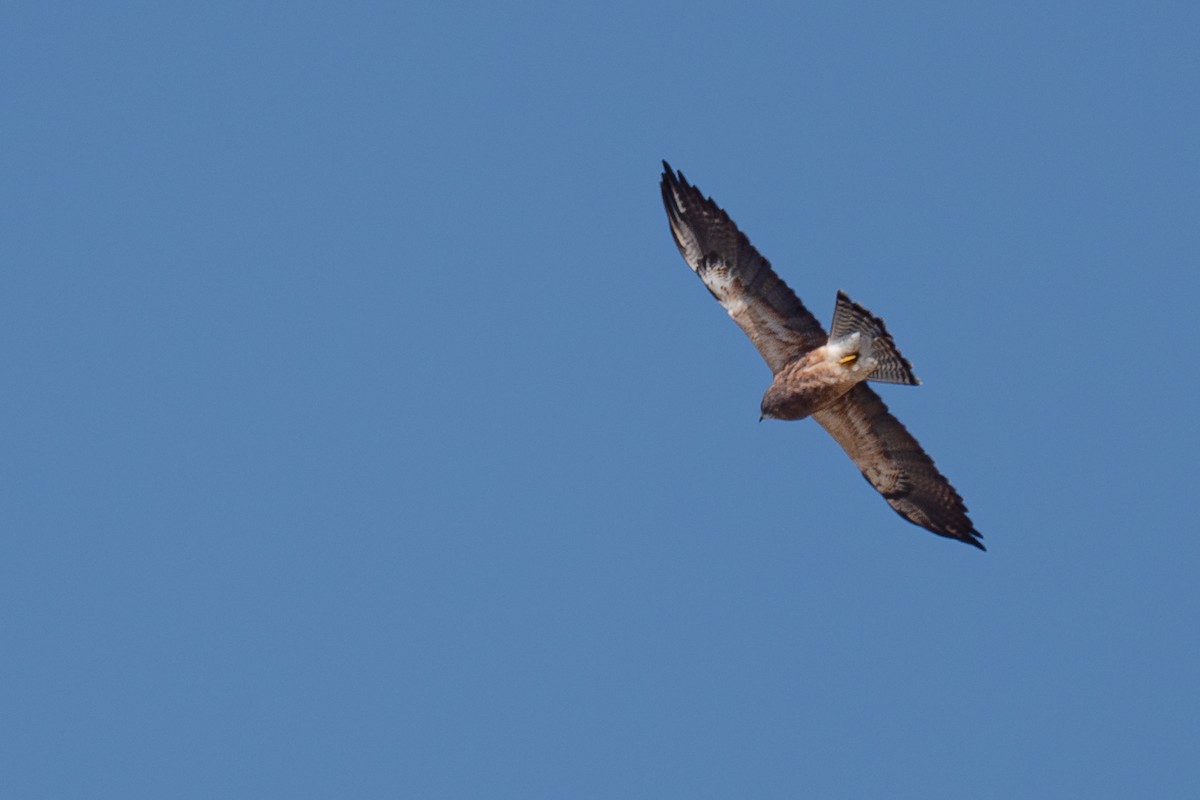 Swainson's Hawk - Grace Oliver