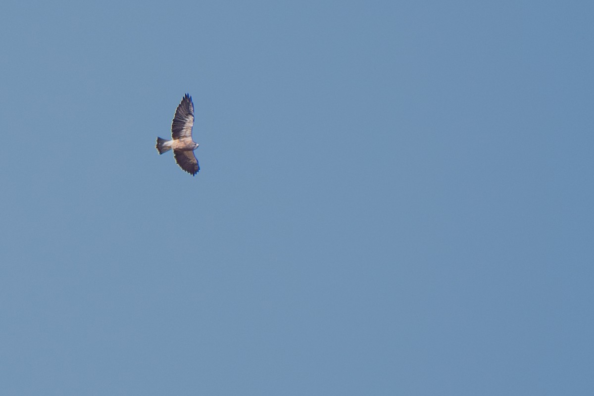 Swainson's Hawk - Grace Oliver