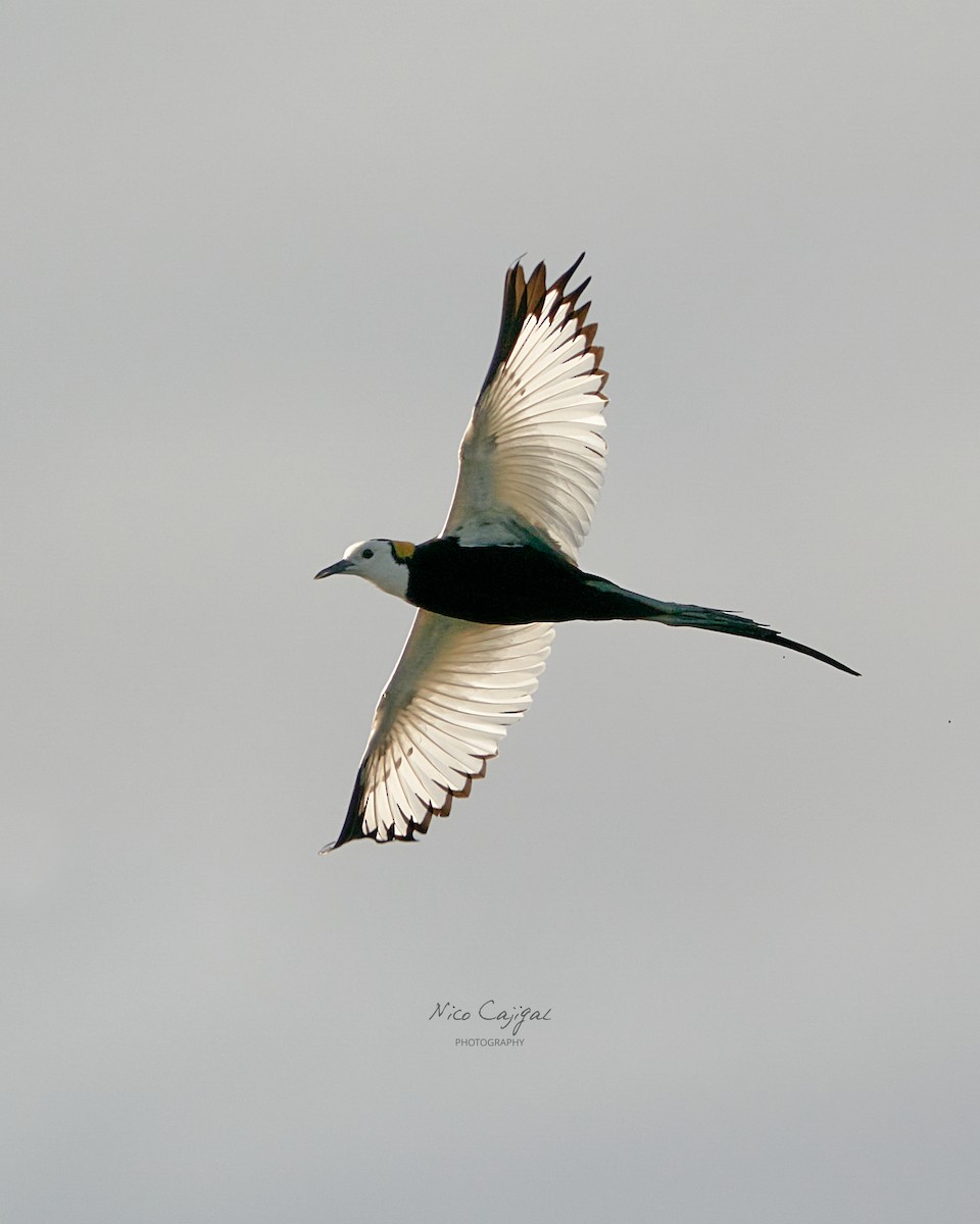 Pheasant-tailed Jacana - ML618804791