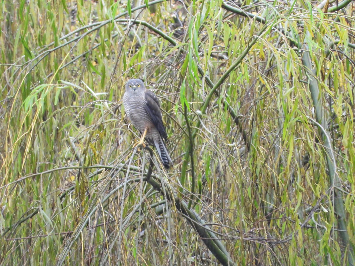 Brown Goshawk - ML618804796