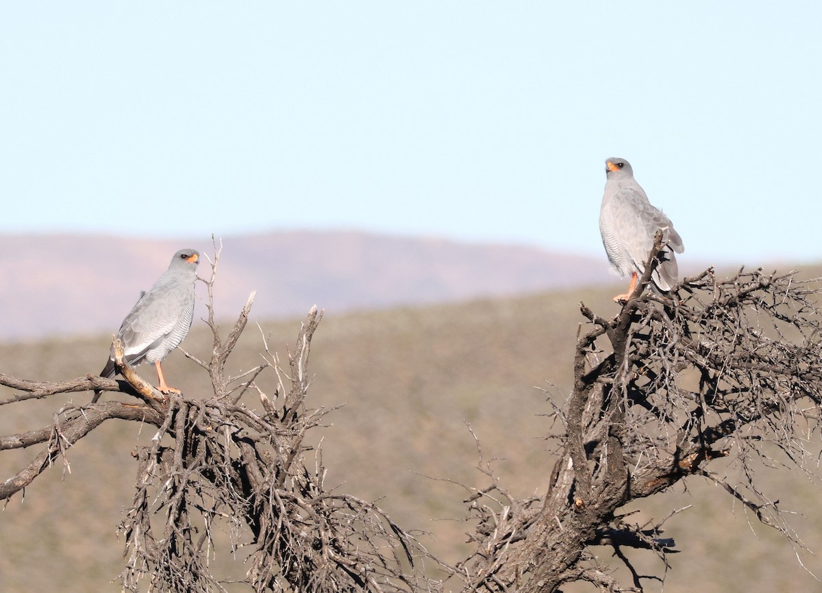 Pale Chanting-Goshawk - Zoë Lunau