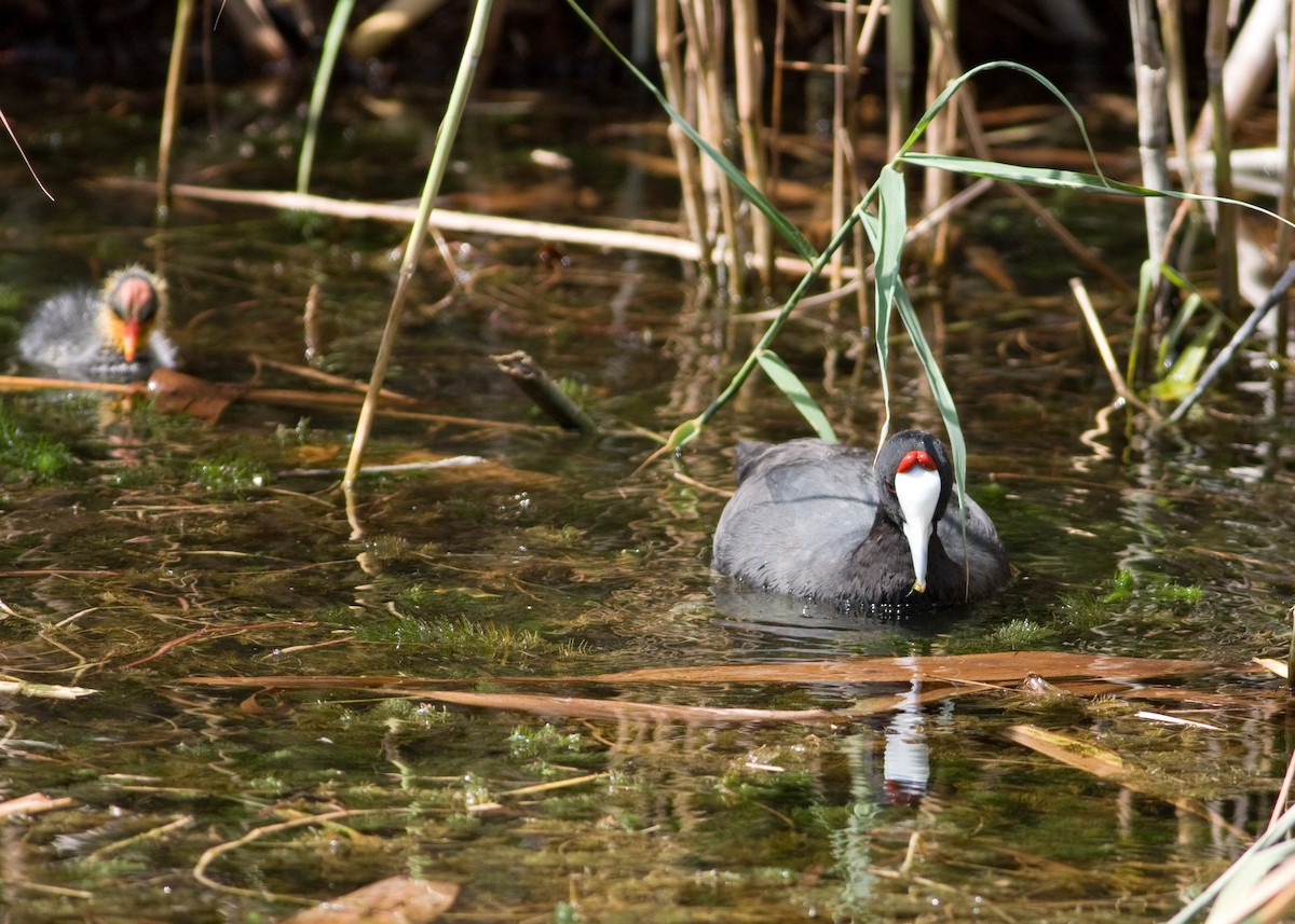 Red-knobbed Coot - Tim Harrop