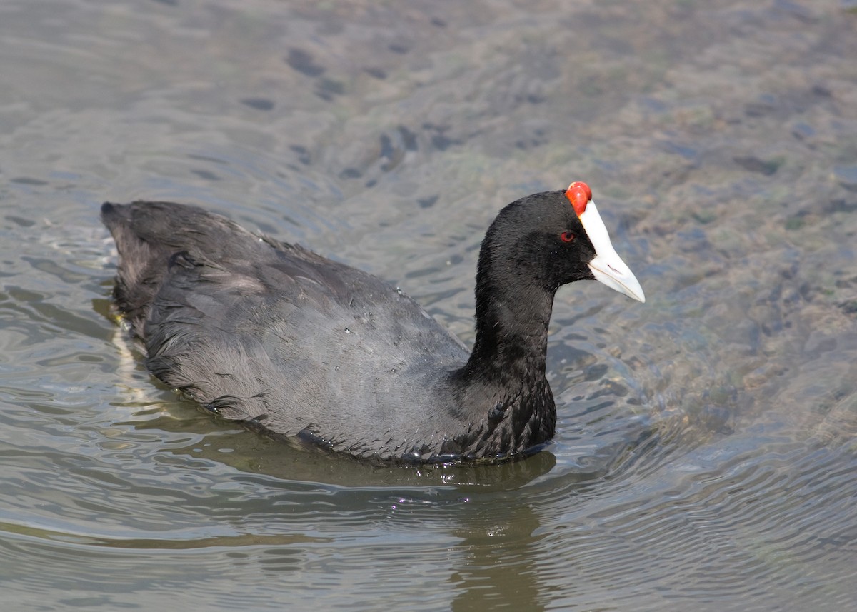 Red-knobbed Coot - Tim Harrop