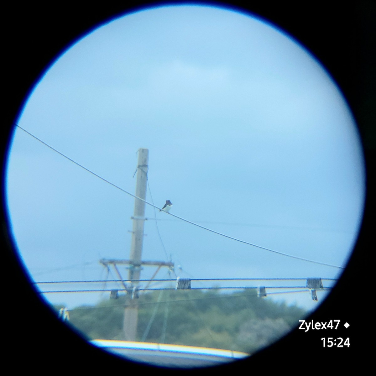 Barn Swallow - Dusky Thrush