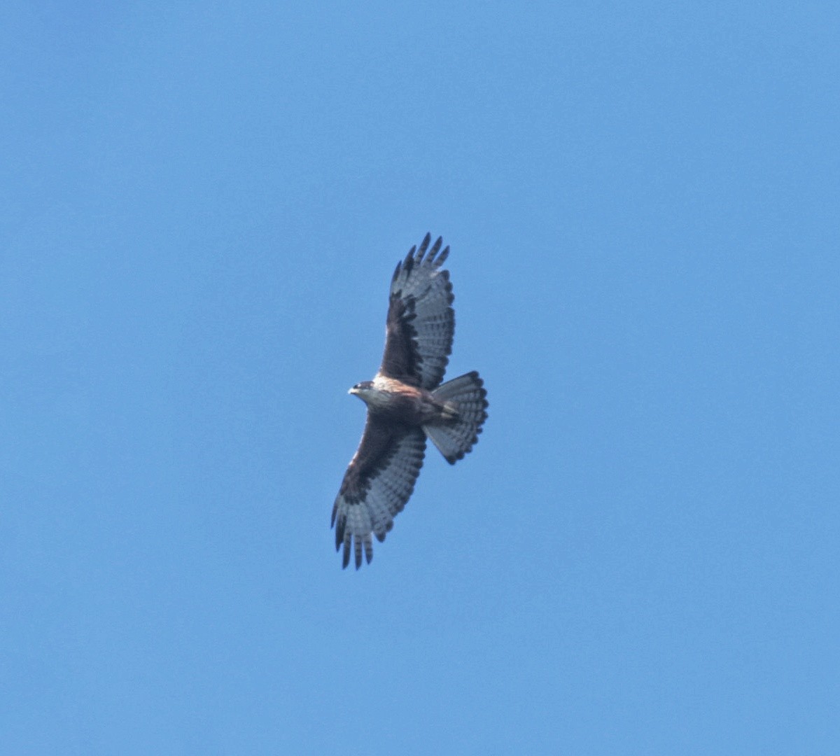 Rufous-bellied Eagle - Sreelal K Mohan