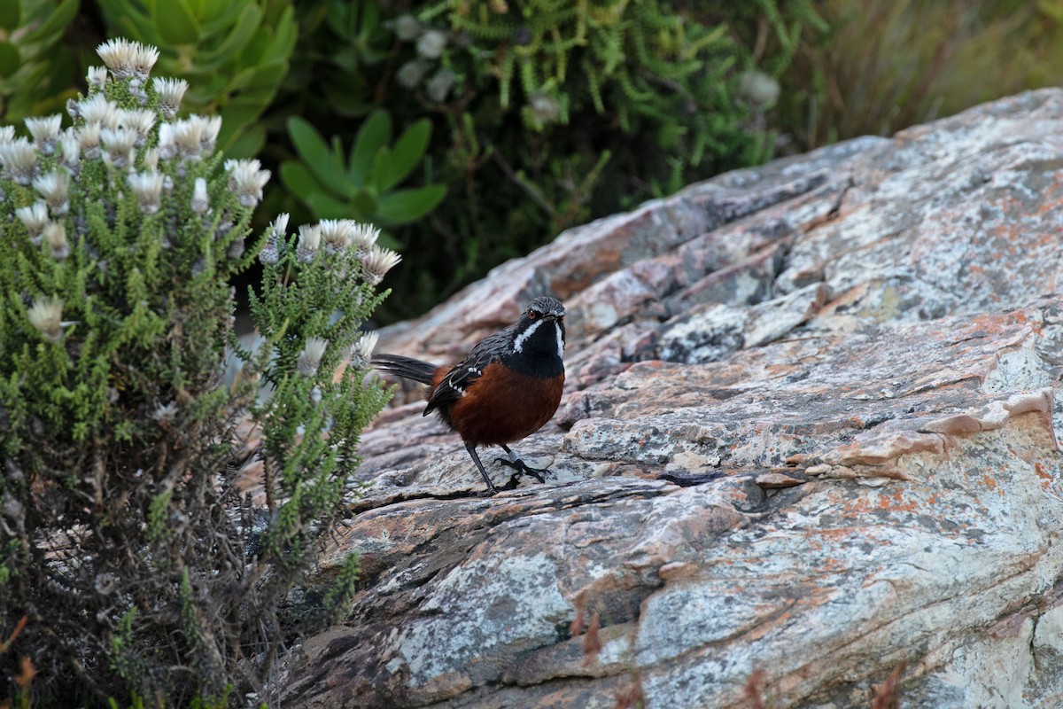 Cape Rockjumper - ML618804846