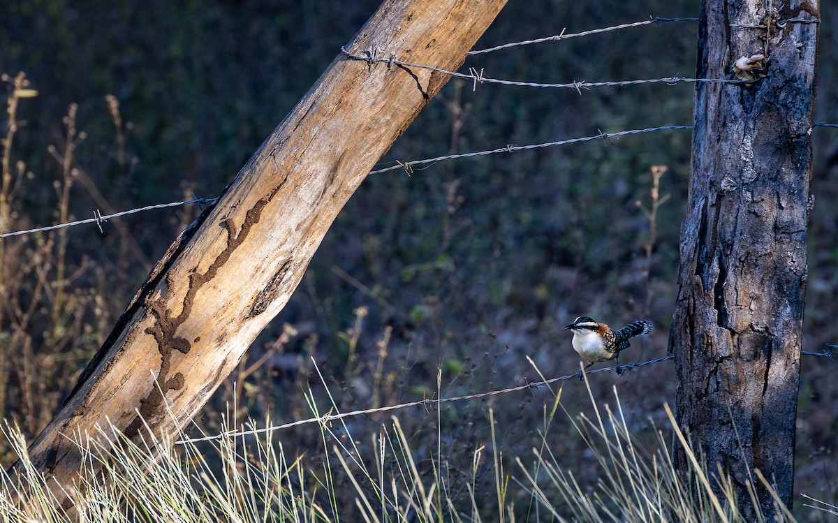 Rufous-naped Wren - Peek Ehlinger