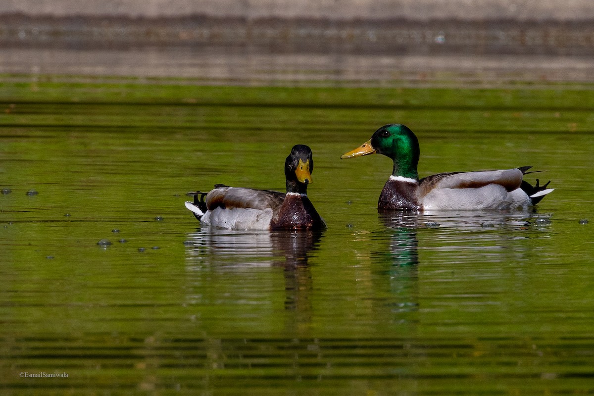 Mallard - Esmail Samiwala