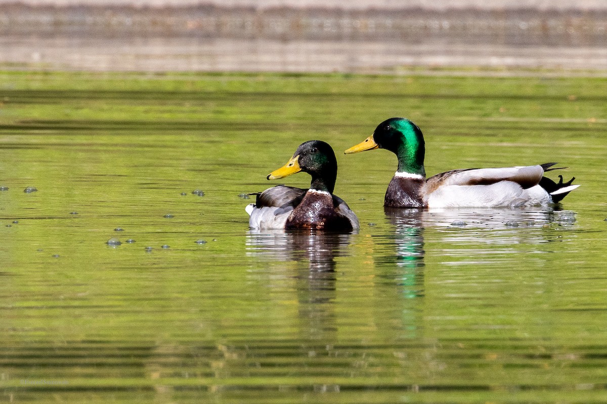 Mallard - Esmail Samiwala