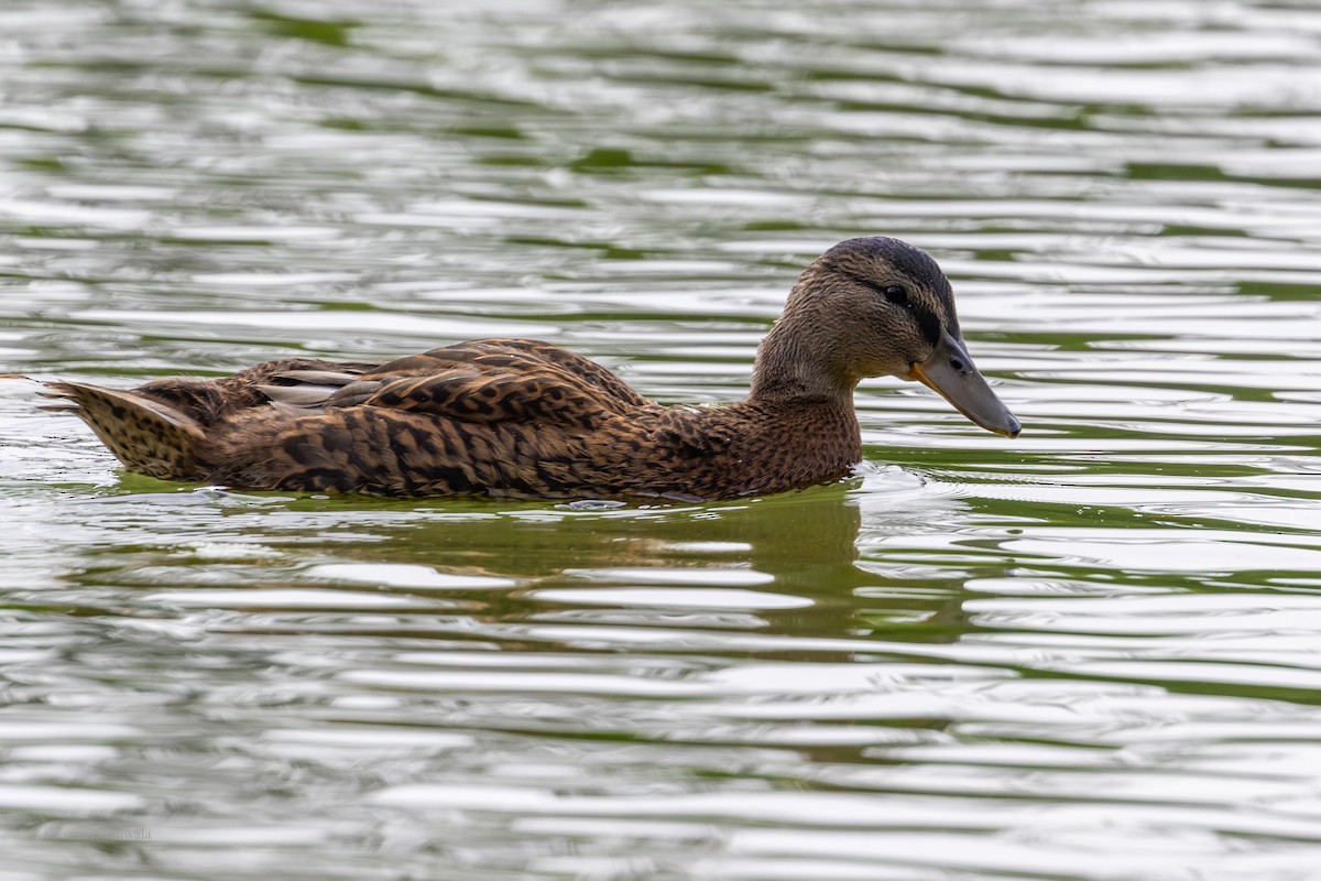 Mallard - Esmail Samiwala