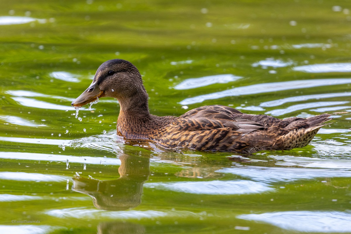 Mallard - Esmail Samiwala