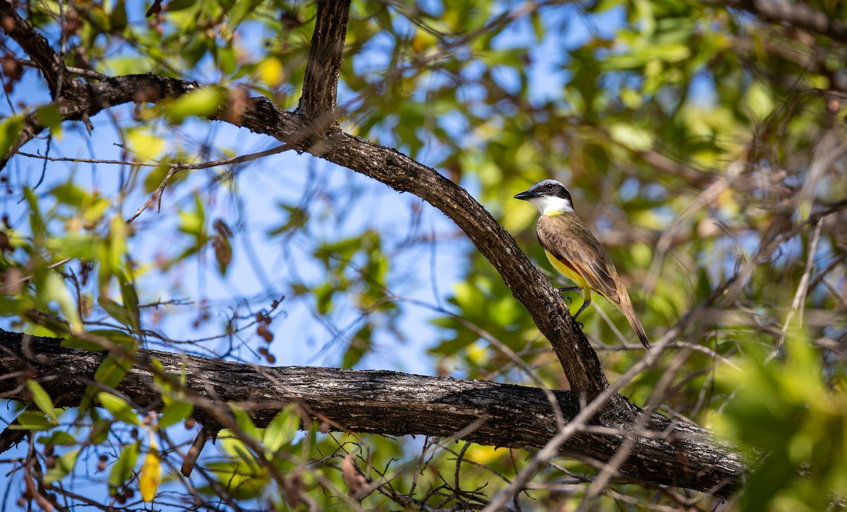 Great Kiskadee - Peek Ehlinger