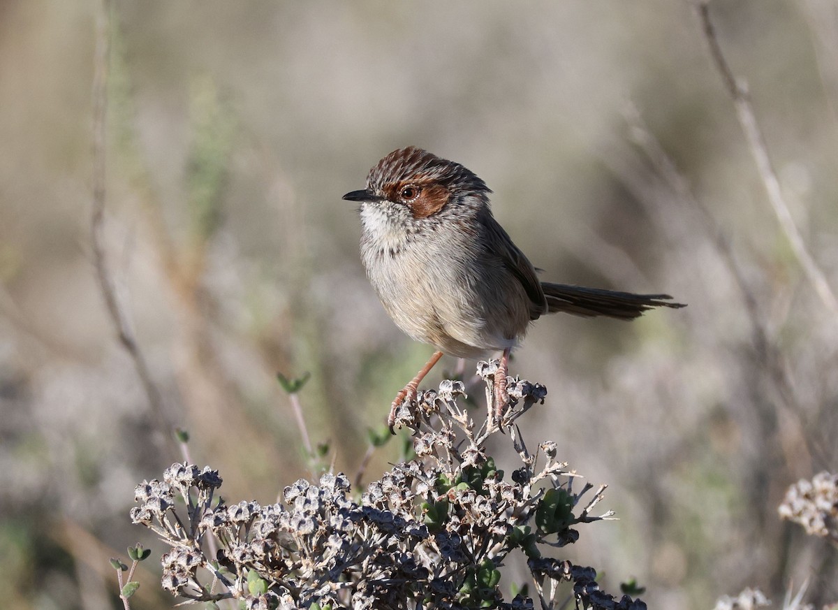 Rufous-eared Warbler - Zoë Lunau