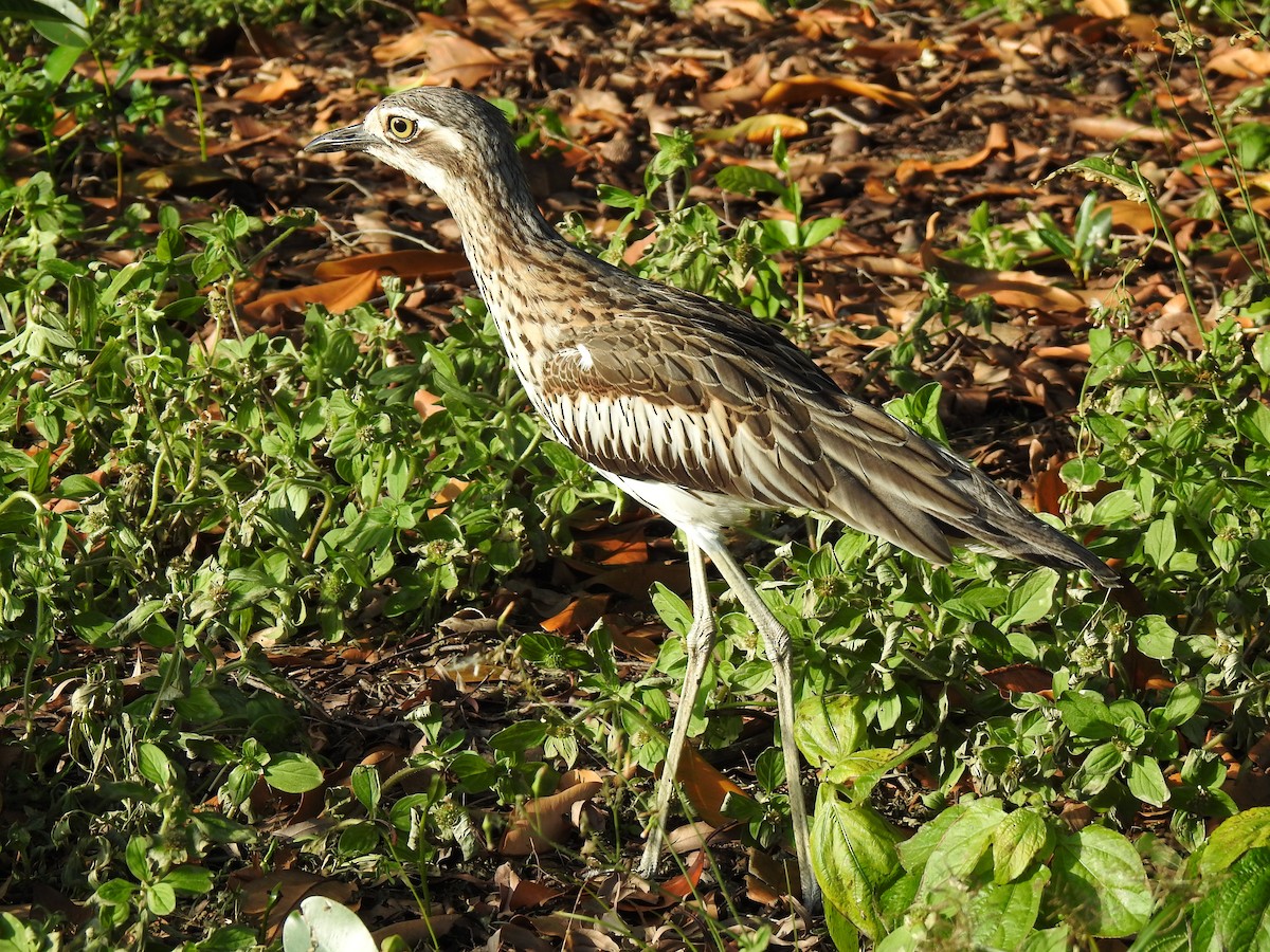 Bush Thick-knee - Monica Mesch