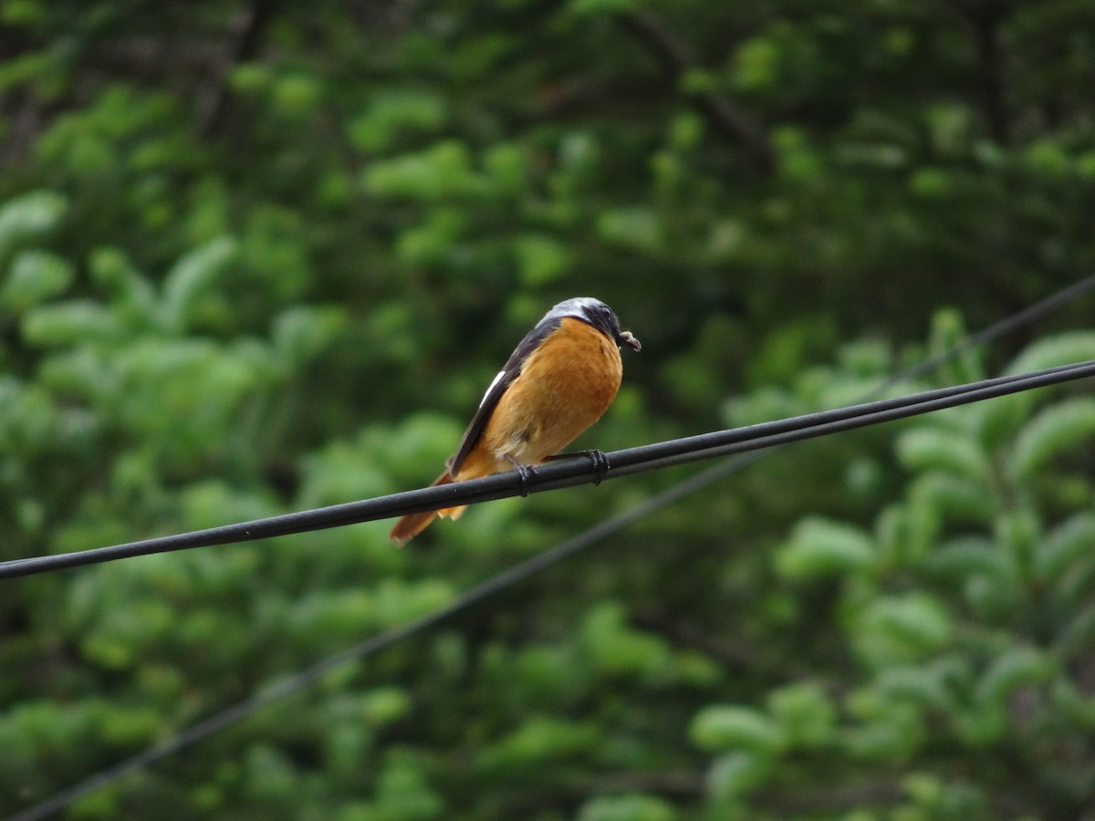 Daurian Redstart - Seunghyun Lee