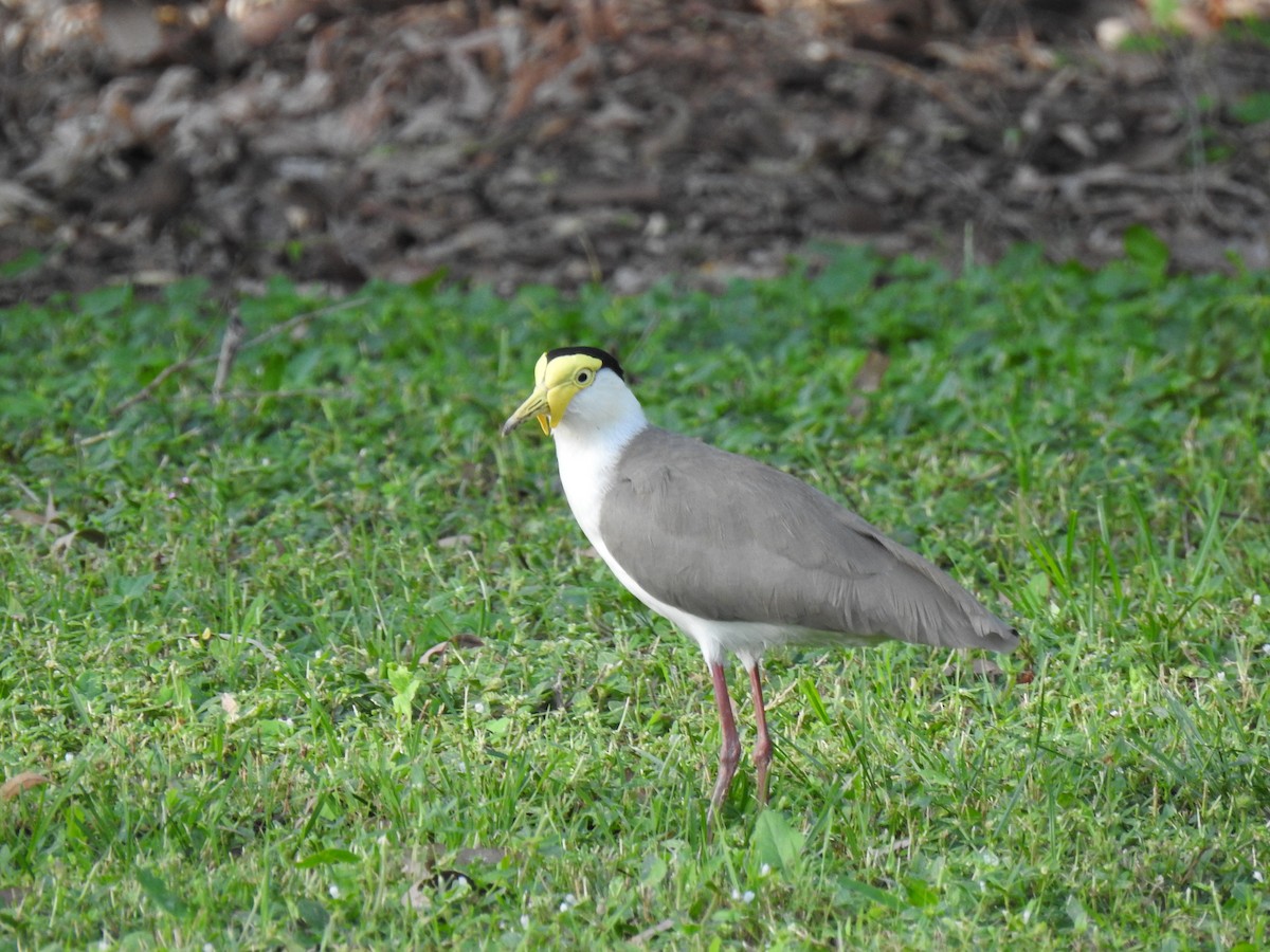 Masked Lapwing - Monica Mesch