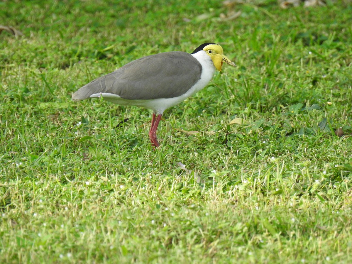 Masked Lapwing - Monica Mesch