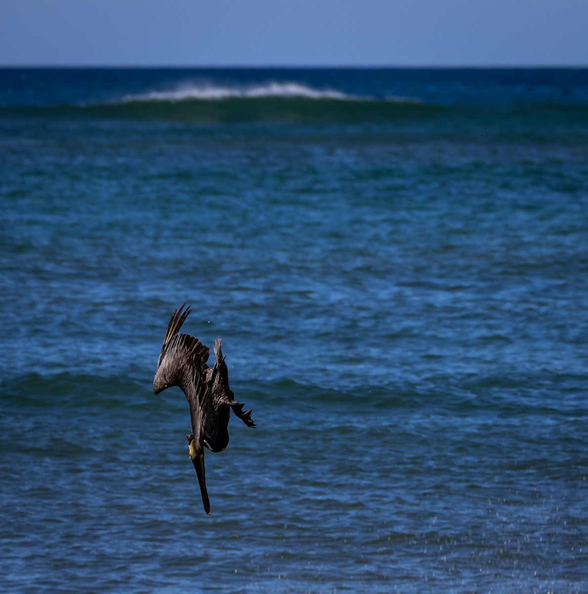 Brown Pelican - Peek Ehlinger