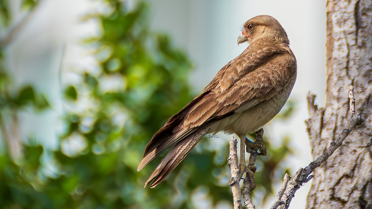 Chimango Caracara - Yosico Chu