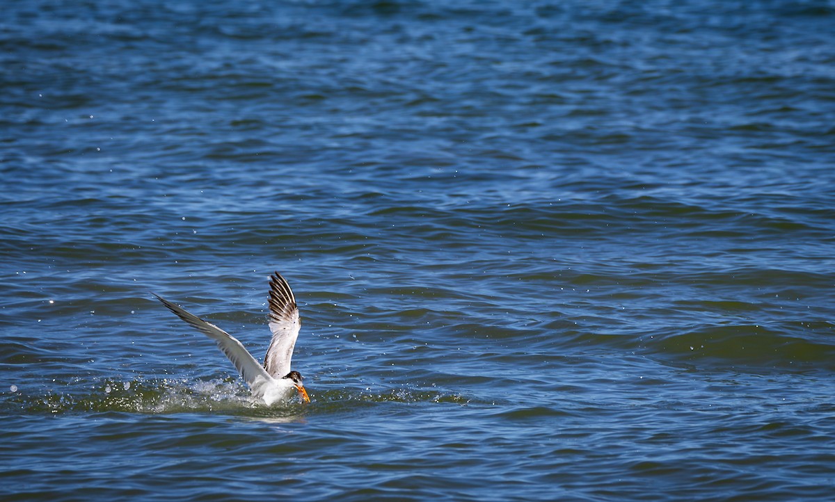 Elegant Tern - Peek Ehlinger