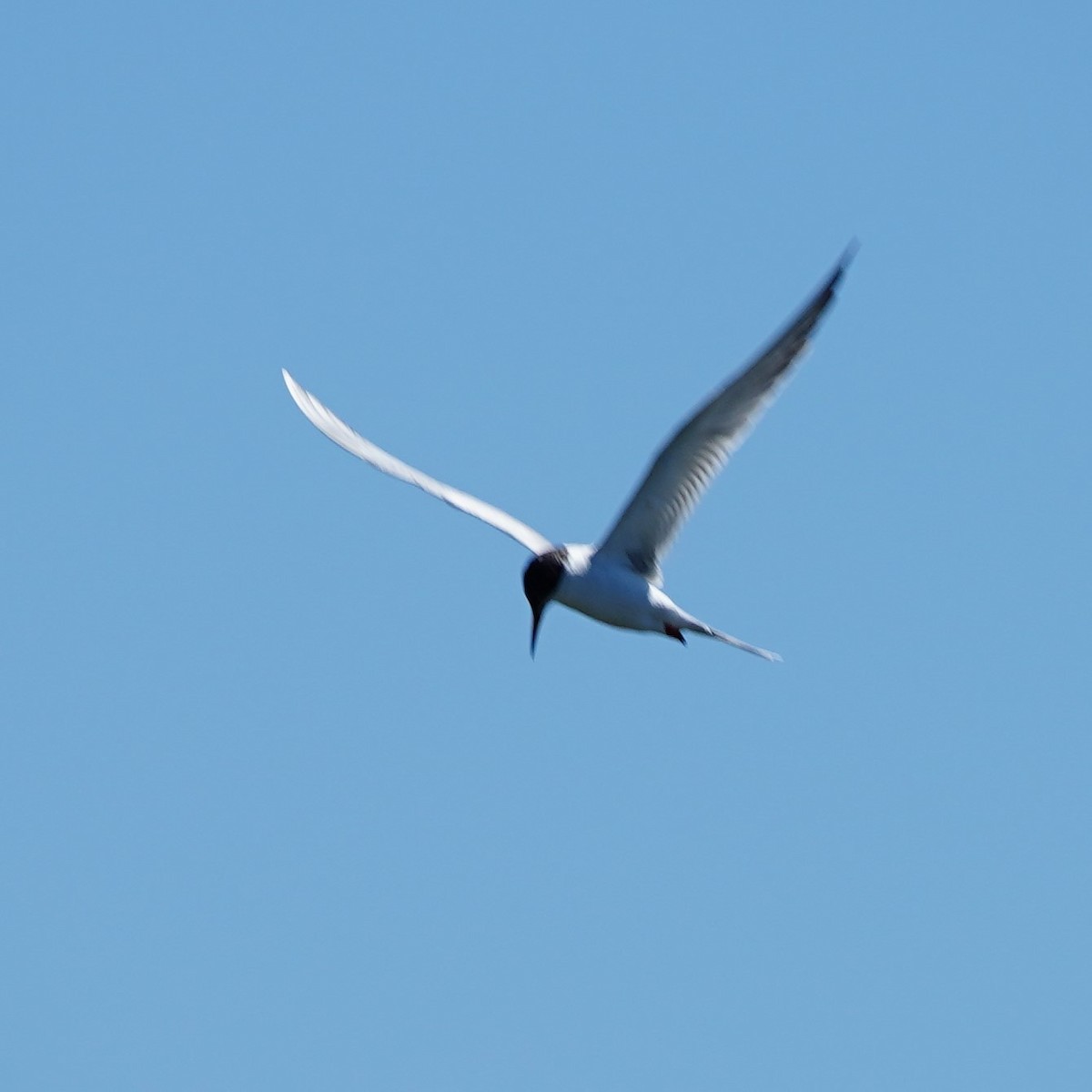 Forster's Tern - mang mike