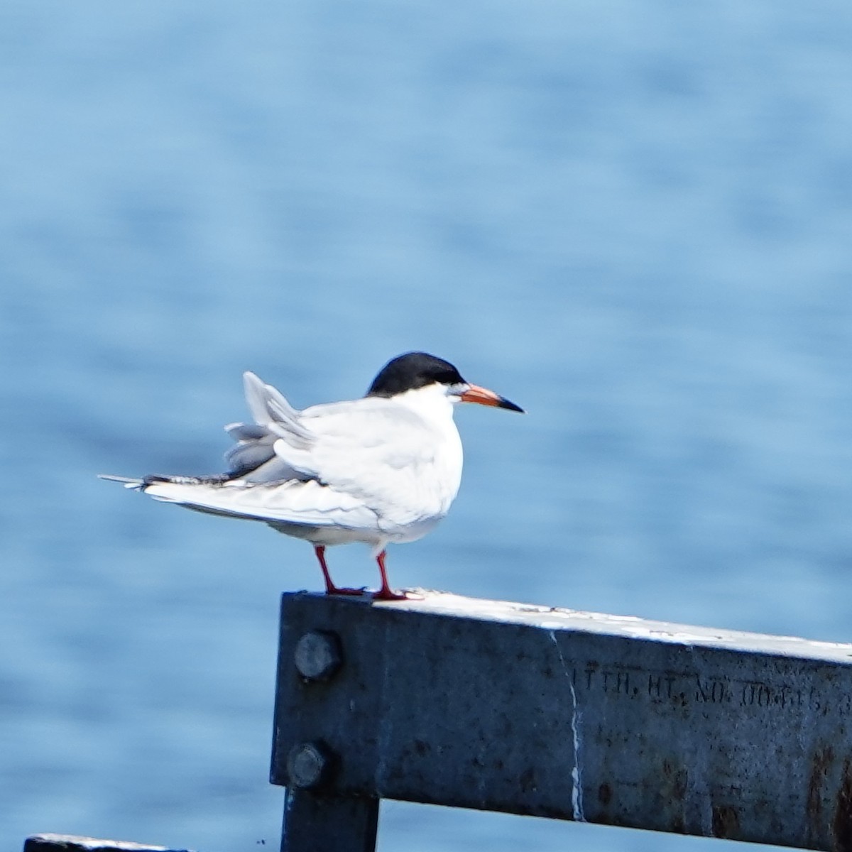 Forster's Tern - mang mike